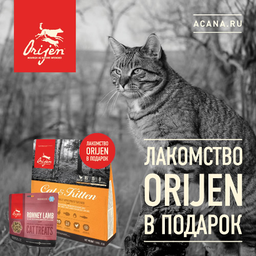 Акция на корм для кошек Orijen